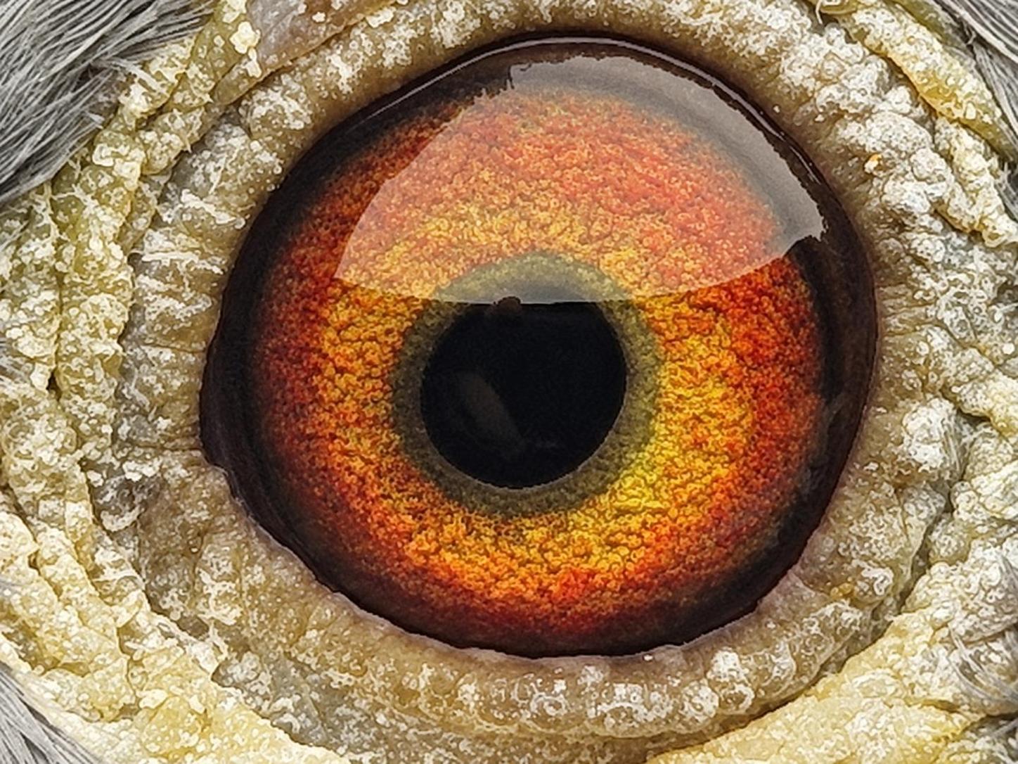 Pigeon eye